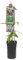 mgc24 Kletterpflanze Clematis armandii immergrüne Waldrebe im 2l-Container 2 Pflanzen