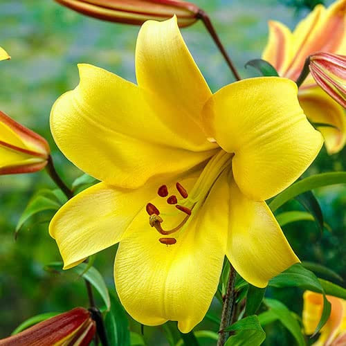 Neue e Lilie Blumensamen- 100 Stk