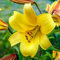 Neue e Lilie Blumensamen- 100 Stk