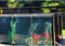 Aquariumpool -Teich großer Aquariumtank - Koi/Goldfischteich, PVC -Leinwand -Liner mit Stahlrahmen, klares Betrachtungsfenster, leicht montierter Außenfischteich, Blau, 100x70x61cm