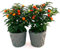 POWERS TO FLOWERS - SOLANUM DA BACCA, CILIEGIO DI GERUSALEMME 2 PIANTE IN VASO CERAMICA ANTRACITE, Piante vere