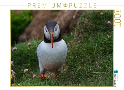 CALVENDO Puzzle EIN Motiv aus dem Kalender Papageitaucher Clowns der Meere | 1000 Teile Lege-Größe 64 x 48 cm Foto-Puzzle für glückliche Stunden