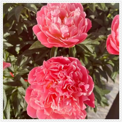 Pfingstrosen pflanzen winterhart,Pfingstrosen knollen kaufen,pfingstrosen wurzel,Gartendekoration, wächst gut in Töpfen-2zwiebeln-E