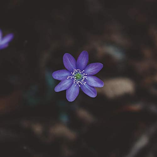 Up In A Tree | Zen Garden, Infinity, Comfy, Sleeping, Mindfulness