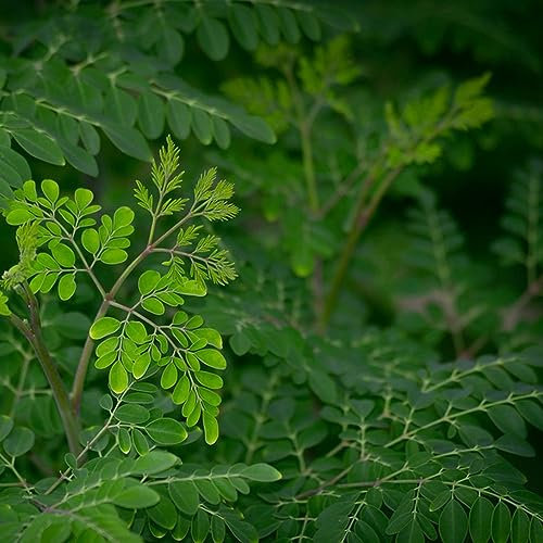 50 pcs moringa baum pflanze kaufen samen - gemüsepflanzen balkonpflanzen winterhart,Moringa oleifera, gemüsebeet seed robuste balkonpflanzen winterhart gemüsepflanzen jungpflanzen