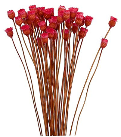 Dorccsi Getrocknete Gänseblümchen Blumenstrauß Natürliche Trockenblumen Dekoration in Vase Tisch Floral 50 Stiele Rot Natürliche Trockenblumen Gefälschte Blumen für Dekoration in Vase Getrocknetes