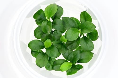 AquaBreedingSkill Anubias Nana Bonsai plante d’aquarium in vitro – aquarium plante vivante sans parasites, idéale nano aquarium et aquascaping
