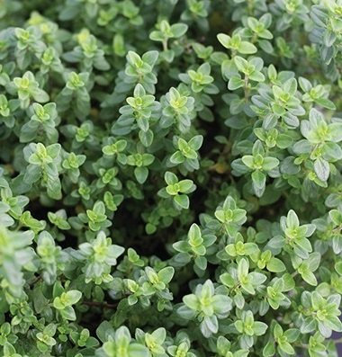 100 semillas de Aromatic Tomillo limón SF122 (Thymus Pulegioides)
