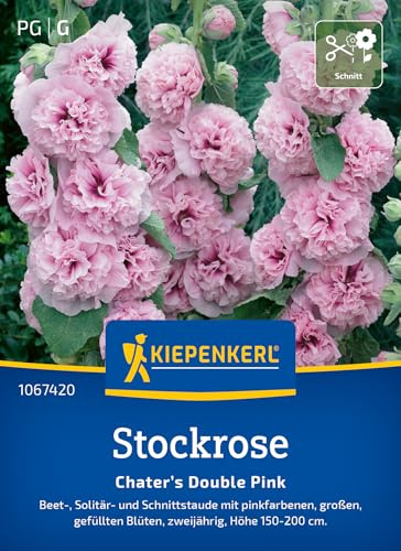 Kiepenkerl Stockrosensamen Chater's Double Pink 1067420, Blumensaat | Große gefüllte Blüten, für romantische Blumenarrangements, Blumenwiese, Höhe 150-200 cm, mehrjährig
