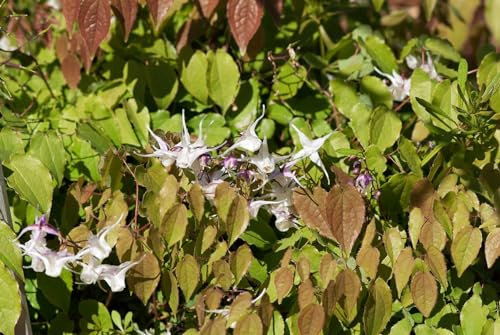 Epimedium grandiflorum 'Akebono' 9x9 cm Topf – Winterhart, Mehrjährig, Pflegeleicht – Elfenblume – Bodendecker für Schattenbeet & Unterpflanzung