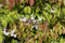 Epimedium grandiflorum 'Akebono' ca. 9x9 cm Topf - Elfenblume, zartrosa Blüten, Blütezeit April-Mai, ideal für schattige Beete, pflegeleicht und winterhart