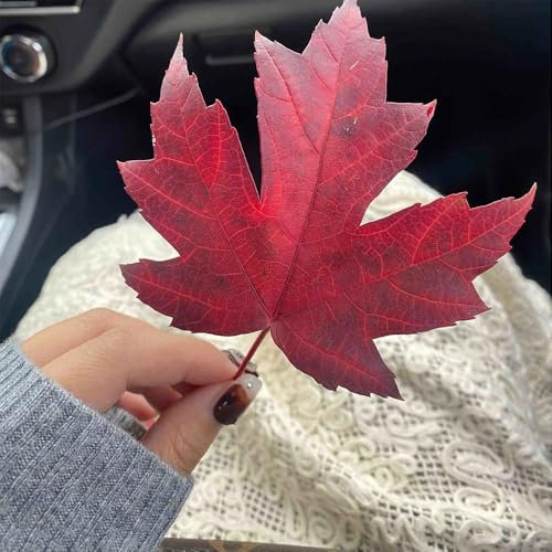 50 pcs Ahornbaum Kaufen Samen, Baum Samen, bio samen alte sorten, baum pflanzen Japanischer Ahorn - zimmerpflanzen echt samen, winterharte blumen steingartenpflanzen winterhart, seeds