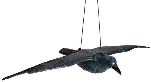 Siena Garden Taubenschreck, Rabe fliegend, 672958