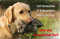 +++ LABRADOR Retriever - Metall WARNSCHILD Schild Hundeschild Sign - LAB 07 T14 BLO