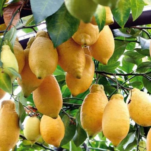 Limone lunario (Limone Quattro Stagioni) – spalliera [Vaso Ø20cm]