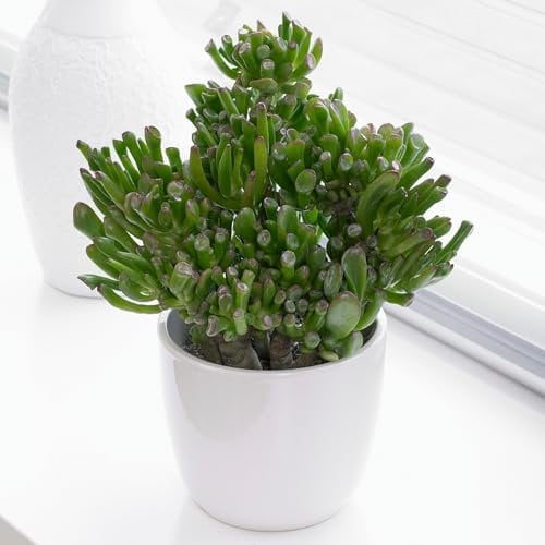 Planta de interior Crassula ovata - Planta de jade o planta del dinero - Suculentas naturales, regalo ideal de plantas de interior (Crassula Hobbit, altura 20-25 cm incluyendo maceta).
