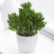 Plante d'intérieur Crassula ovata - Plante Jade ou Plante Monnaie - Plantes succulentes naturelles, idéales comme cadeaux de plantes d'intérieur (Crassula Hobbit, hauteur 20-25 cm pot inclus)