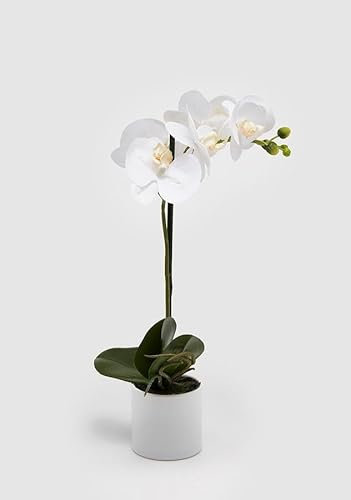 EDG Enzo De Gasperi Enzo De Gasperi Orchidea Phalaenopsis Real con Vaso Artificiale H 40 Cm White