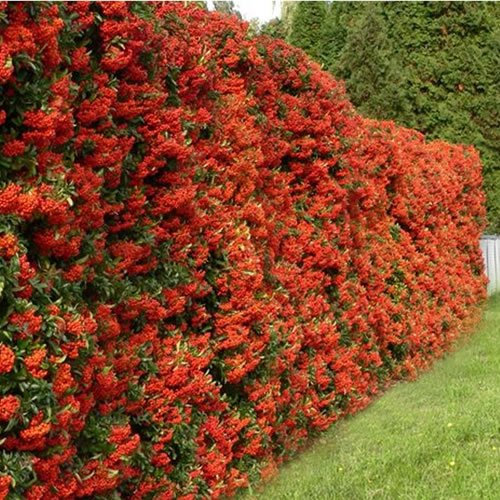 GardenersDream Red Firethorn Pyracantha Hedging Plant - Colourful Evergreen Outdoor Plant - Flowering Shrub for Walls and Fences - Fast Growing Red Column Plants (2 Litre Pot, 60-80cm)