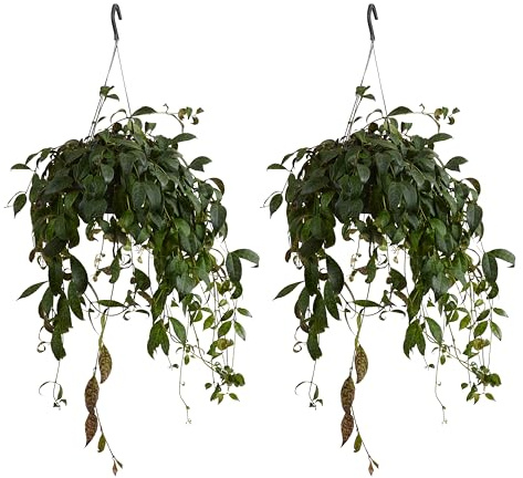 Bloomique - Set di 2 - Aeschynanthus Marmoratus - Pianta del rossetto - Pianta sospesa - Piante da appartamento - Animali domestici ammessi - Purifica l'aria - Altezza 30-40 cm - Vaso 17 cm