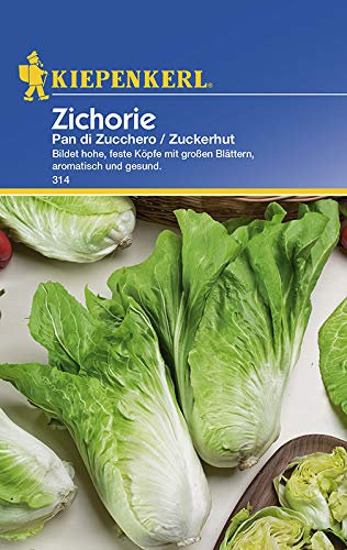 Kiepenkerl 314 Zichorie Zuckerhut (Chicoréesamen)