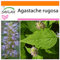 SAFLAX - Garden in the Bag - Menta coreana - 1200 semillas - Con sustrato de cultivo en un sacchetto rigido fácil de manejar. - Agastache rugosa