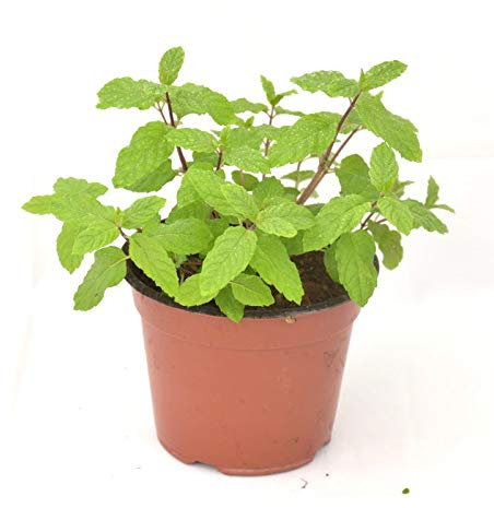 Pianta Menta Piperita Vaso 7cm