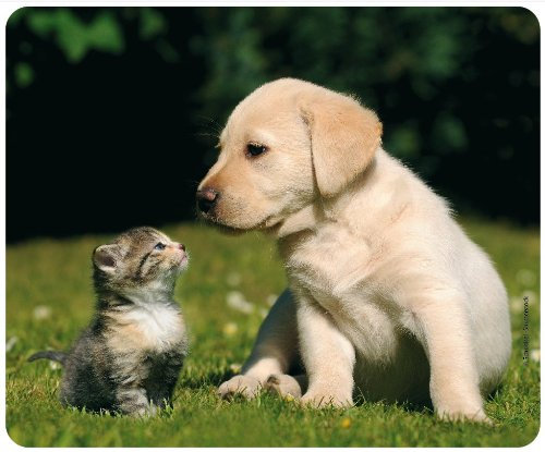 Edition Colibri Mousepad/Mauspad: Katze und Hund, Tiere, Qualitäts-Mauspad 23 x 19 cm aus extrem reissfestem Spezialkautschuk mit stark haftender Unterseite für optimalen Halt (Motiv 108)