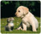 Edition Colibri Mousepad/Mauspad: Katze und Hund, Tiere, Qualitäts-Mauspad 23 x 19 cm aus extrem reissfestem Spezialkautschuk mit stark haftender Unterseite für optimalen Halt (Motiv 108)