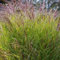 100 pcs rotes liebesgras winterhart samen - balkonpflanzen winterhart Eragrostis spectabilis,Ziergras Ziergräser, gewächshaus balkon plant saatgut alte sorten stauden