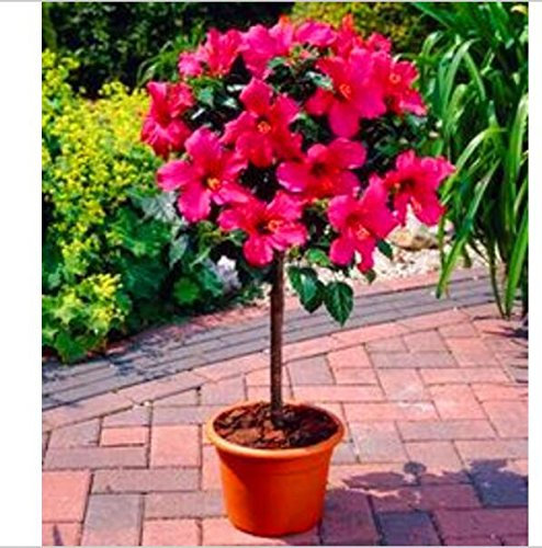 100 Stück Bonsai Hibiscus Blumensamen Topf Mini Hibiscus Samen Stauden Althea Blumensamen für Home Garten pflanzt Leicht 6 wachsen
