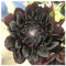 Dahlia Bulbs, Viele Blumen, MehrjäHrige Zwiebeln,Dahlien Knollen, Schnittblumen, Dahlienzwiebeln, Winterharte, Winterharte Pflanzen-2 Knollen