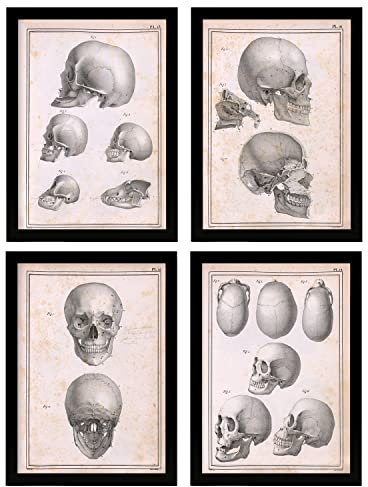 Nacnic Poster-Set, 4 Stück, menschliche Anatomie, Schädel, Erwachsene, Illustrationen der Biologie und Medizin im Vintage-Stil, für Innenbereich, A4, ungerahmt