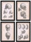 Nacnic Poster-Set, 4 Stück, menschliche Anatomie, Schädel, Erwachsene, Illustrationen der Biologie und Medizin im Vintage-Stil, für Innenbereich, A4, ungerahmt