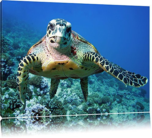 Pixxprint Schildkröte über Korallenriff, Größe: 80x60cm, Leinwandbild, fertig gespannt, Wandbild, Dekoration, Kunstdruck, kein Poster