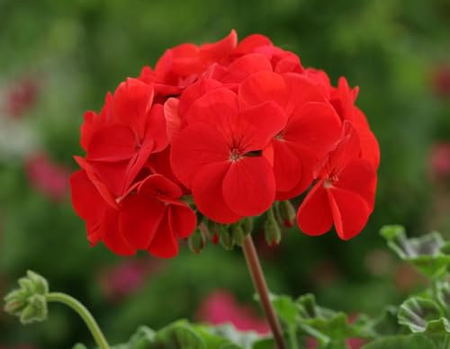 Zonal Geranium Classic 'Red' 7cm Pot Plants Pack x3