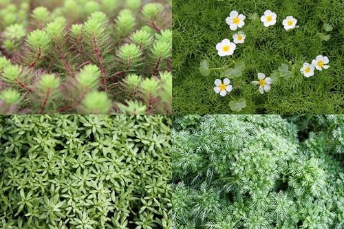 WASSERPFLANZEN WOLFF - Winter Pflanzenset Gartenteich - produzieren Sauerstoff unter der Eisdecke - winterhart - QUALITÄTSSTAUDEN - 4er Mix im 19cm PFLANZKORB