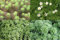 WASSERPFLANZEN WOLFF - Winter Pflanzenset Gartenteich - produzieren Sauerstoff unter der Eisdecke - winterhart - QUALITÄTSSTAUDEN - 4er Mix im 19cm PFLANZKORB