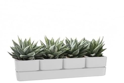 VIRSUS Fioriera con 4 vasi e unico sottovaso 311, misura 48x12x11 cm, Fioriera di forma rettangolare per interno e per esterno, vasi per piccole piante grasse, resistente ai raggi UV (Snow)