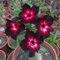 Planta rosa del desierto bulbos,Bulbo rosa del desierto,adenium obesum rosa del Desierto,Bonsay De la rosa del desierto,adenium Obesum planta,rosa del desierto planta,resistentes.-1bulbo-H