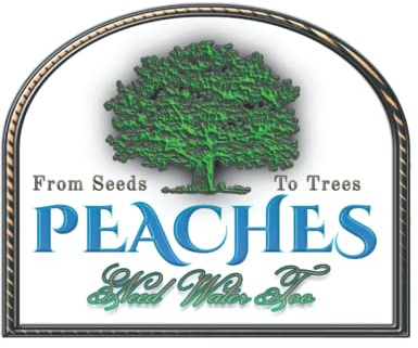 Peaches Need Water Too: From seeds to trees