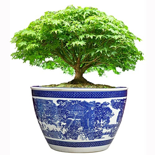 SaryEdge Übergroßer Keramik-Blumentopf für den Außenbereich, Jingdezhen, Blauer und weißer Porzellan-Blumentopf, Orangenbaum, Bonsai, Obstbaum, Glücksbaum, Osmanthus, für den Inne(C-72cm