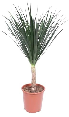 XXL Kanarischer Drachenbaum ca.120 cm – Dracaena draco, Pflegeleichte Zimmerpflanze, Dekorativ & Robust für Zuhause & Büro
