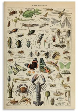 Adolphe Millot Posterarthropodes, Vintage-Insektendiagramm, pädagogisches Kunstposter, Leinwand, Gemälde, Dekor, Wanddruck, Foto, Zuhause, moderne dekorative Poster, 40 x 60 cm