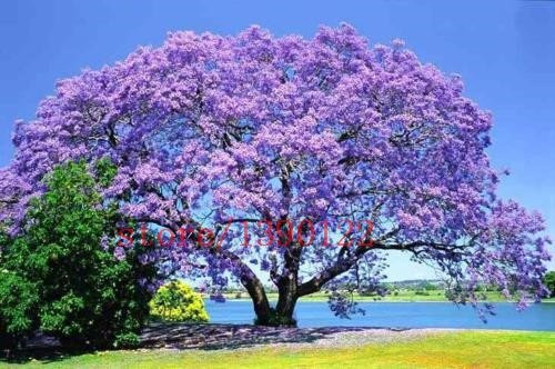 Paulownia Fastest-Growing Tree in The World 100 Seeds