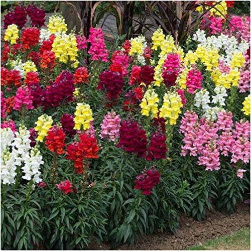 Antirrhinum Sonnet Mixed x 20 Snapdragon Mini Plug Plants for Potting on by Growtanical®
