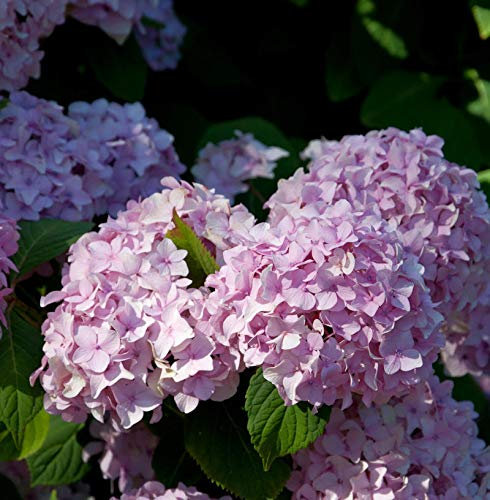 Teller Hortensie Preziosa 25-30cm - Hydrangea serrata - Gartenpflanze