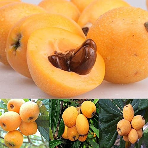 Haloppe 5 Stück Mispelbaum-Fruchtsamen für die Bepflanzung des Hausgartens, Mispelbaumsamen, die die Lunge befeuchten, um Husten im Garten zu lindern Loquat-Samen