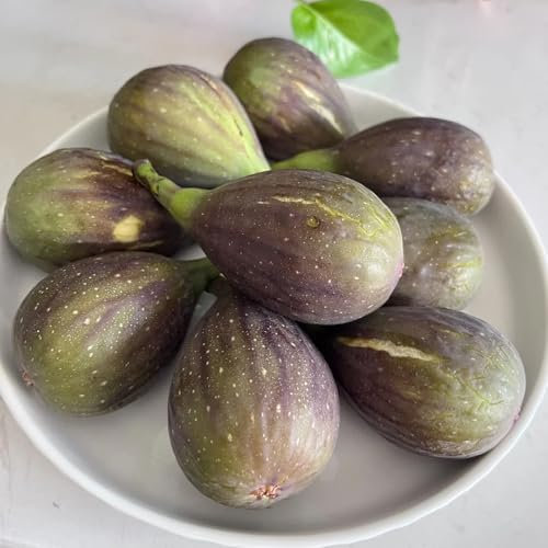 feigenbaum winterhart samen - pflanze, exotische früchte hochbeet balkon, saatgut alte sorten obstbaum, hochbeet samen bio saatgut, zwergobstbäume obstbäume, biosaatgut 150pcs