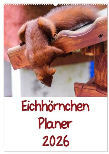 Eichhörnchen Planer 2026 (Wandkalender 2026 DIN A2 hoch), CALVENDO Monatskalender: Eichhörnchenbilder mit Planer-Kalendarium (CALVENDO Tiere)